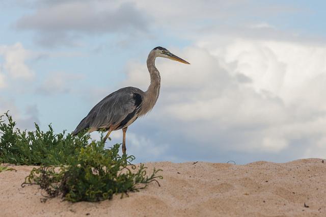 068 Santa Cruz, amerikaanse blauwe reiger.jpg